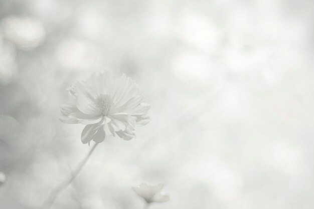 Fundo natural branco em estilo vintage para design gráfico ou papel de parede Um campo de flores florescendo em uma fazenda rural no inverno Paisagem de prado pela manhã com nevoeiro e frio