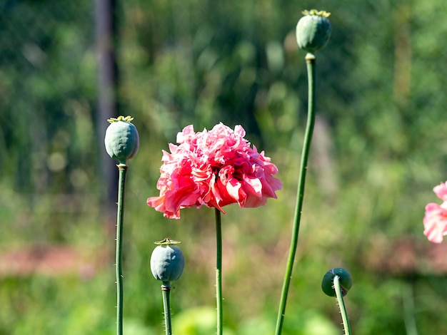 Fundo natural com flores e caixas de papoula