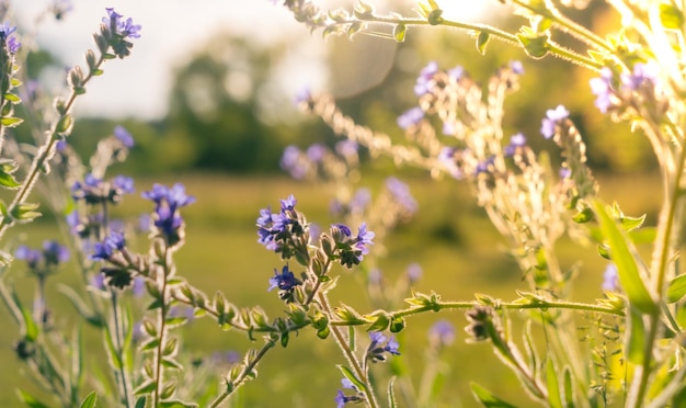 Fundo natural com flores violetas de prado no campo à luz do sol