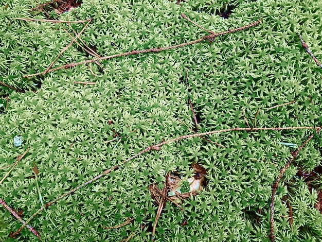 Fundo natural com musgo fresco e galhos. Conceito de plano de fundo, natureza.