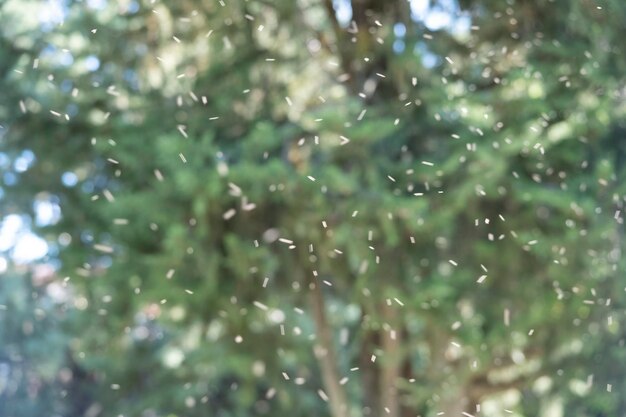 fundo natural com um enxame de insetos mosquitos voando contra o fundo verde natural