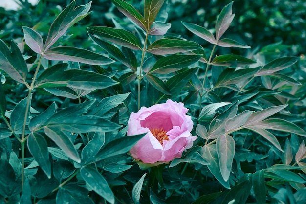 Fundo natural com uma bela peônia rosa suave em uma folha de arbusto verde no jardim