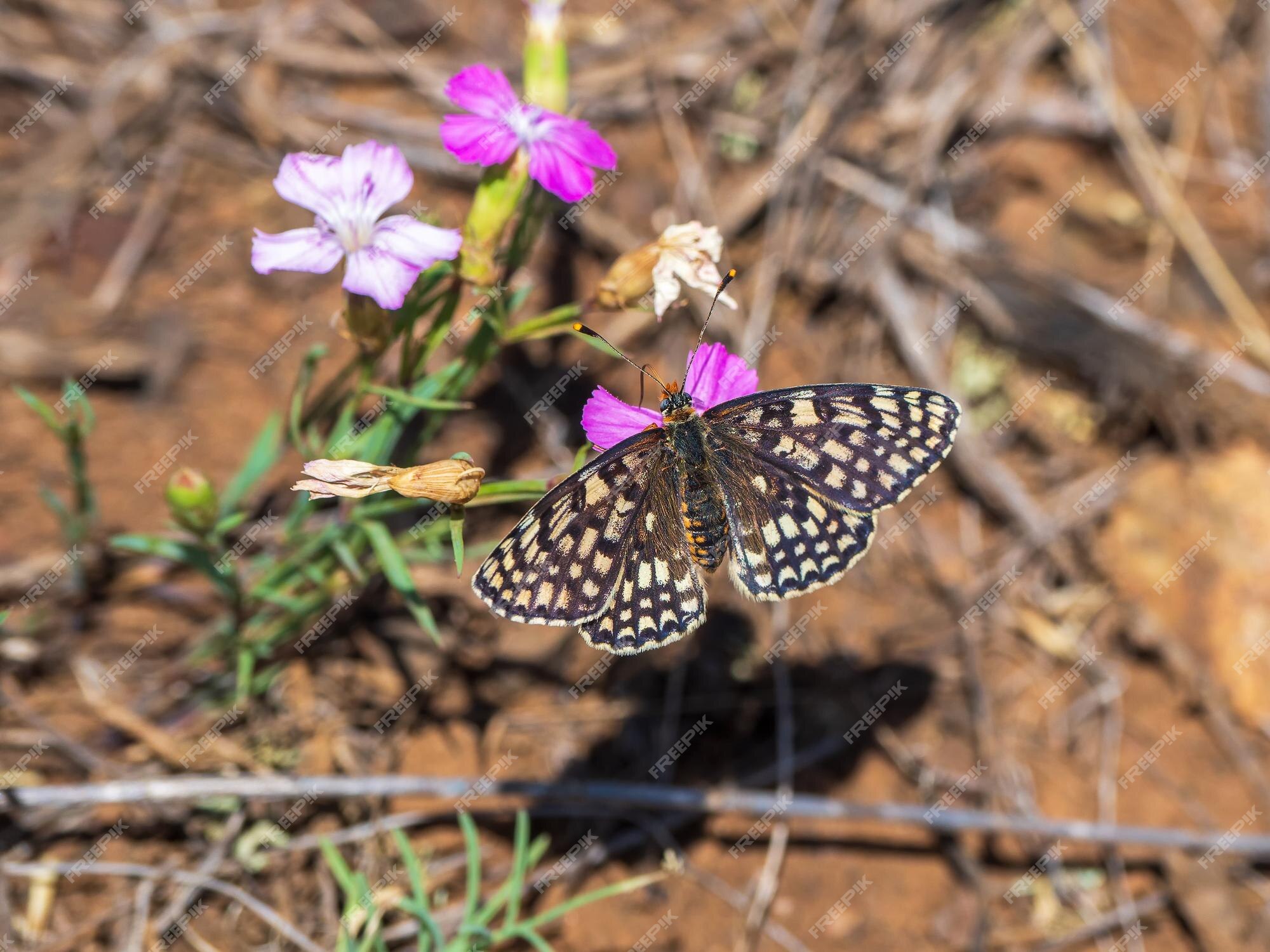Fundo natural com uma borboleta em uma flor pequena borboleta fritillary  pearlbordered melitaea latonigena eversmann em flores cor-de-rosa close-up  | Foto Premium