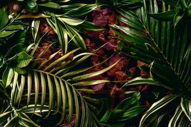 Fundo natural criativo de folhas tropicais Conceito de selva natural