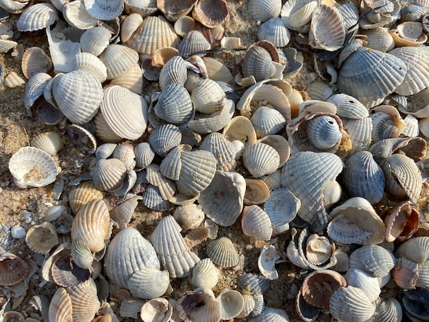 Fundo natural de conchas incríveis Conceito de fundo de verão perfeito Mistura natural de conchas
