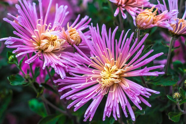 Fundo natural de crisântemos roxos brilhantes. Lindo buquê floral.