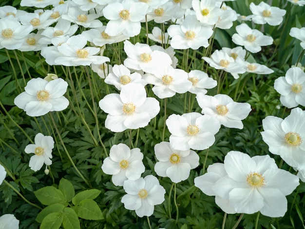 Fundo natural de flores brancas