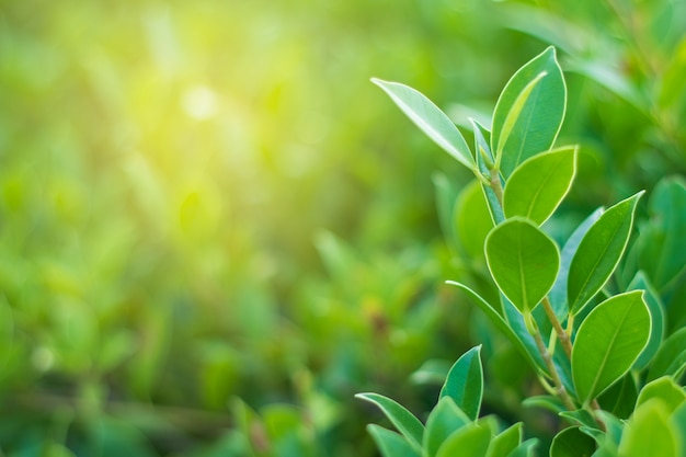 Fundo natural de folha verde para textura