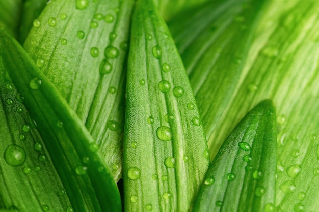 Foto fundo natural de folhas com gotas de água