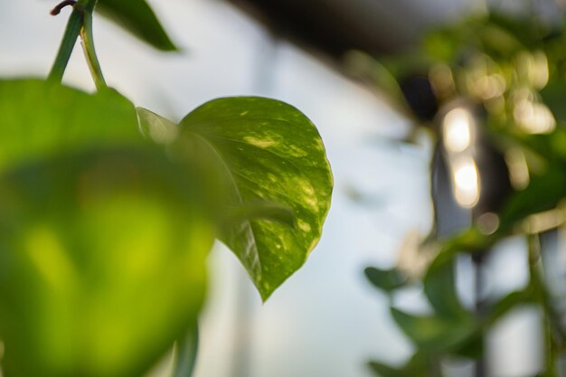 Fundo natural de folhas verdes brilhantes da planta de hera em estufa