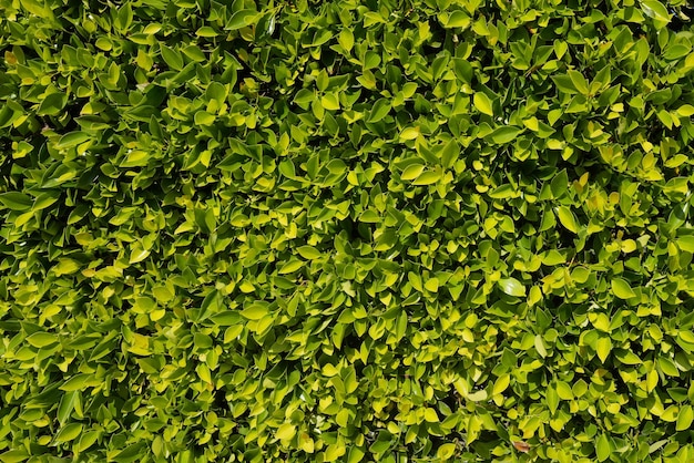 Fundo natural de folhas verdes textura de parede de grama e fundo natureza fundo verde orgânico