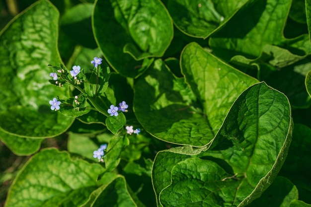 Fundo natural de folhas verdes