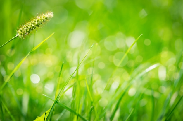 Fundo natural de grama verde com foco suave de luzes bokeh