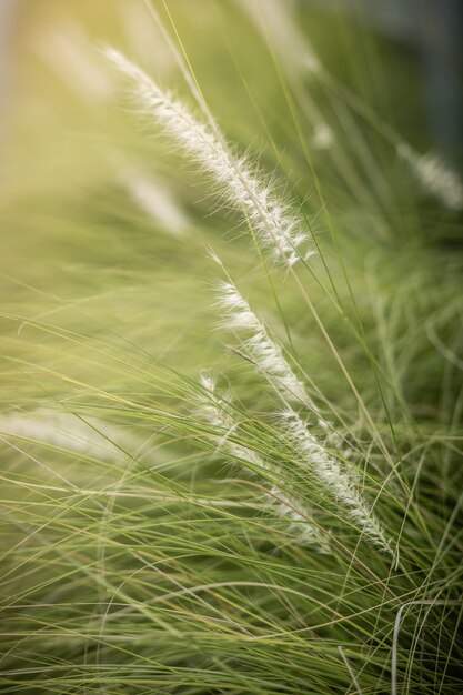 Fundo natural de grama verde e beleza turva bokeh