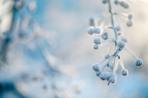 Foto fundo natural de inverno ramos e folhas congelados todos cobertos de neve