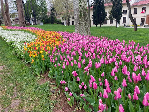 Fundo natural de lindas tulipas de verão tulipas de primavera