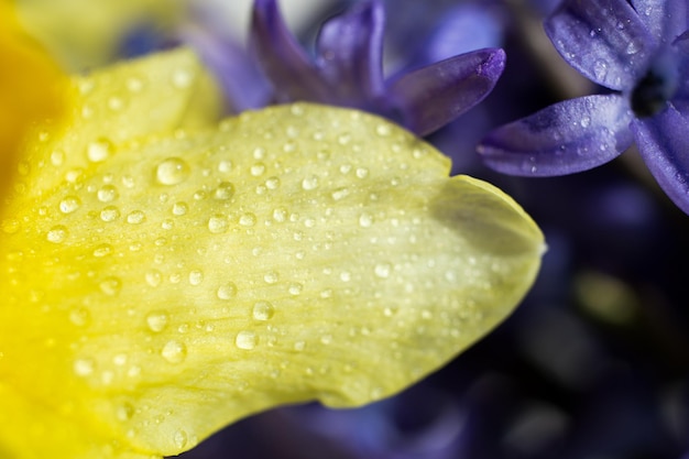 Foto fundo natural de narcisos amarelos e flores violetas foco seletivo