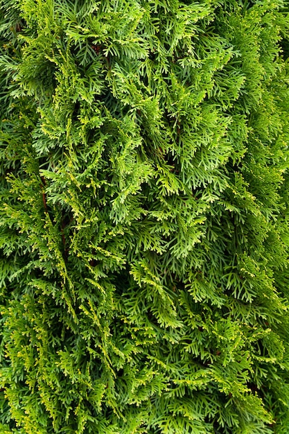 Fundo natural de natal verde Aproximação de um ramo da thuja occidentalis