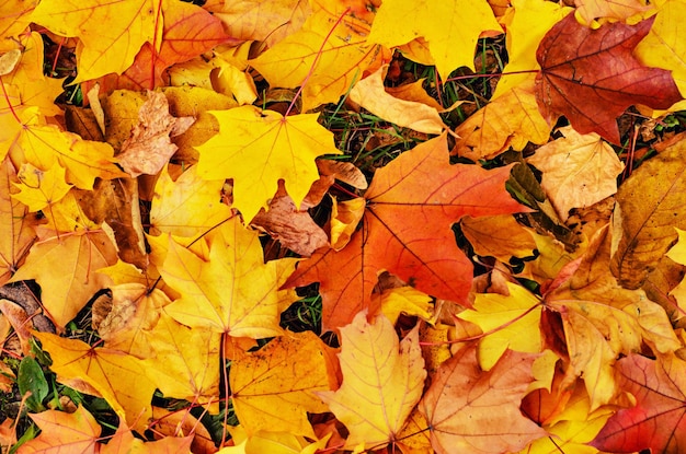 Fundo natural de outono com folhas de bordo coloridas