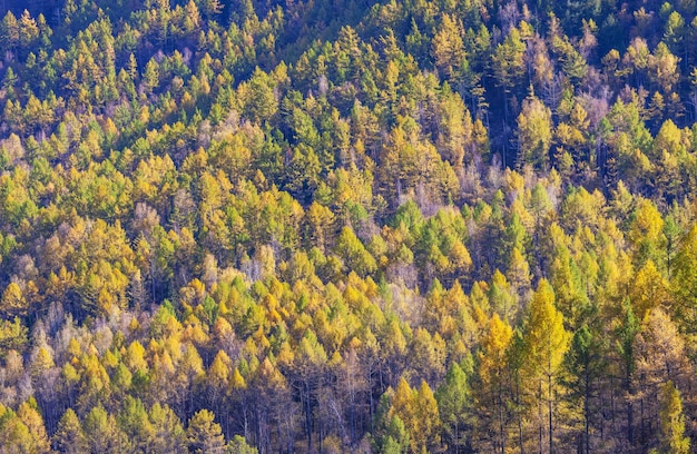 Fundo natural de outono, encosta arborizada