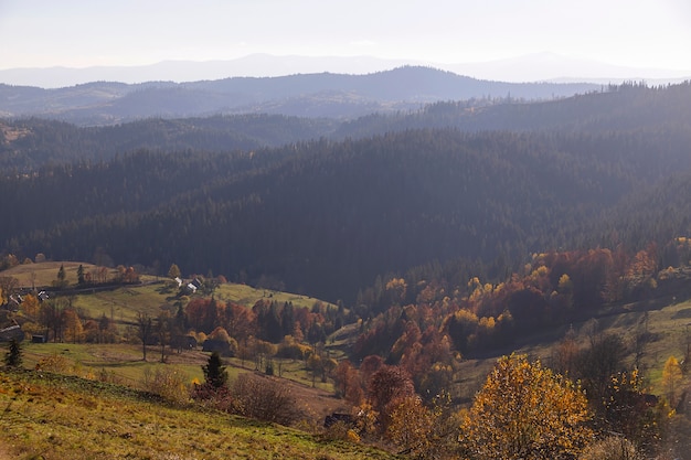 Fundo natural de outono montanhas com árvores amarelas e abetos.