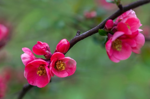 Fundo natural de primavera com flores rosa foco seletivo profundidade de campo rasa
