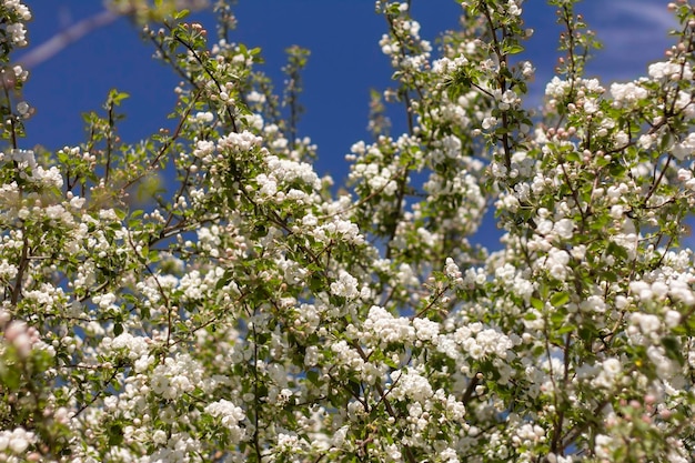 Fundo natural de ramos de macieiras floridas com flores brancas em um fundo de céu azul.