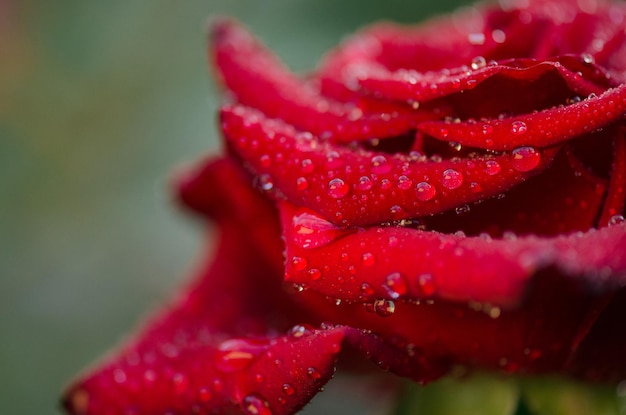 Fundo natural de rosas vermelhas rosas vermelhas em um arbusto em um jardim