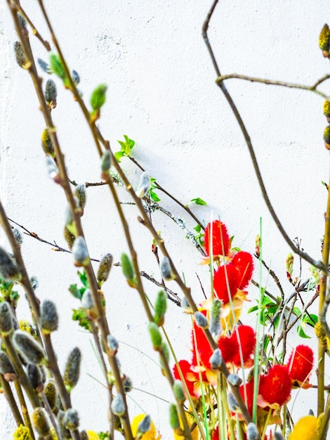 Fundo natural de sensação de primavera com galhos de salgueiro Salgueiro srpingtime fundo foco seletivo