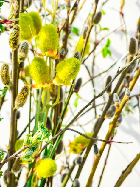 Fundo natural de sensação de primavera com galhos de salgueiro Salgueiro srpingtime fundo foco seletivo