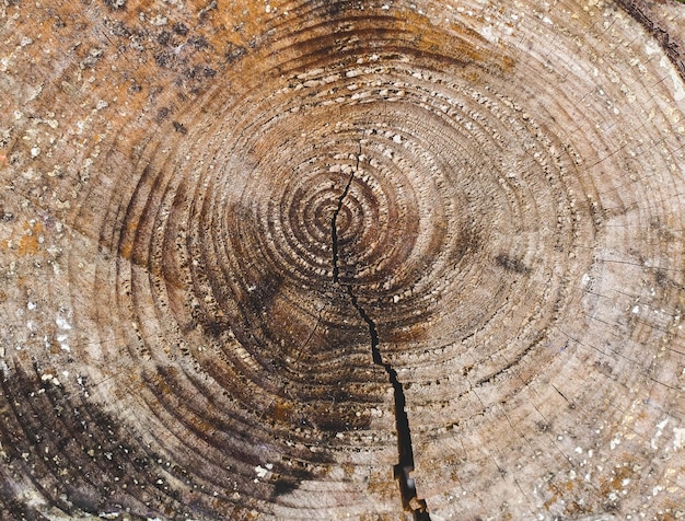 Fundo natural de textura de toco de árvore de madeira