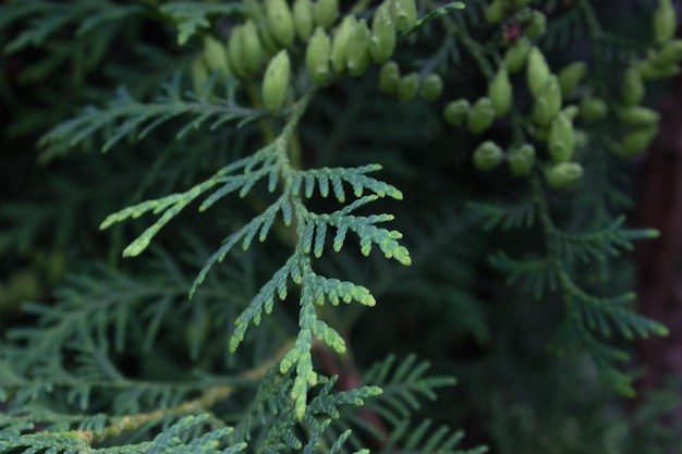 Fundo natural de thuja de pequeno galho verde