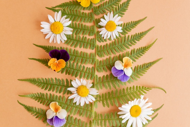 Fundo natural de verão com folhas de samambaia e camomilas e amores-perfeitos close-up.