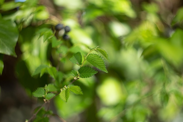 Fundo natural desfocado de folhas verdes no galho