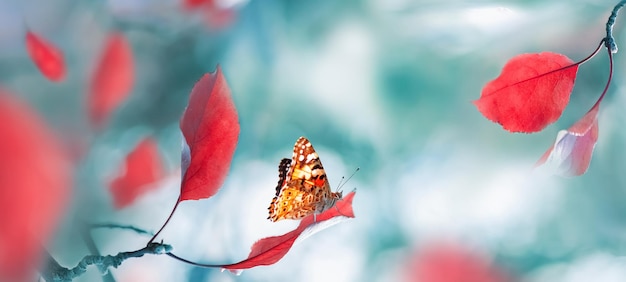 Fundo natural do verão brilhante do outono Folhas vermelhas e borboleta na floresta Natureza mágica do outono Formato de banner