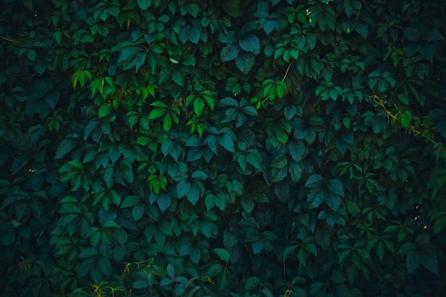 Fundo natural folhagem verde densa parede verde e cerca