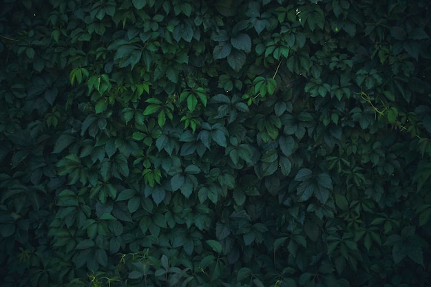 Fundo natural folhagem verde densa parede verde e cerca