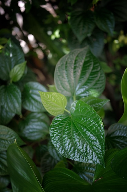 Fundo natural fresco betel leaf piper betle