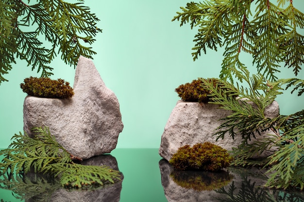Fundo natural modelo para apresentação do produto com ramos de cedro branco, musgo e pedras contra um fundo verde. Maquete, apresentação do produto em branco.