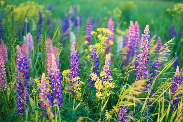 Fundo natural multicolorido bonito de flores de tremoço em um prado verde