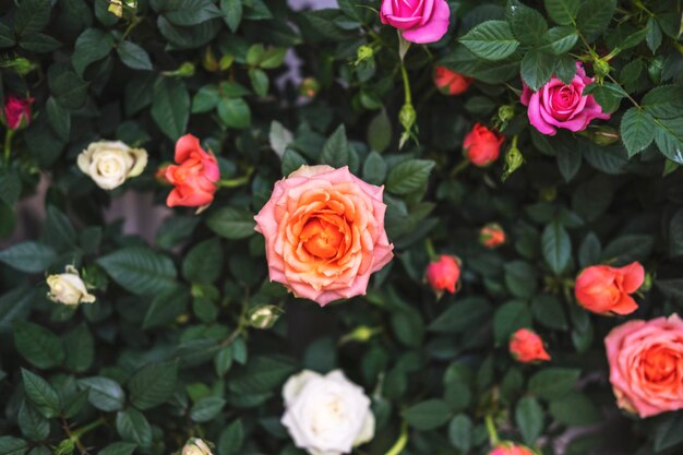 Foto fundo natural natural com rosas vista de cima