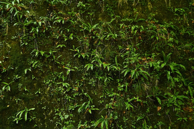 Fundo natural - uma rocha vertical em uma floresta tropical, completamente coberta por uma variedade de vegetação higrófila, musgos e samambaias