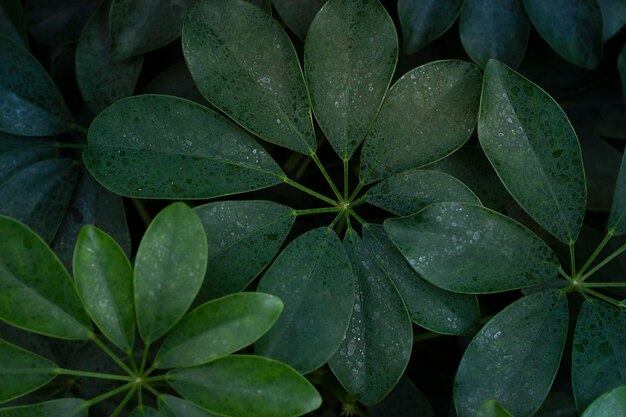 Fundo natural verde As folhas da flor fecham