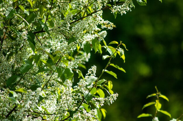 Fundo natural verde bonito