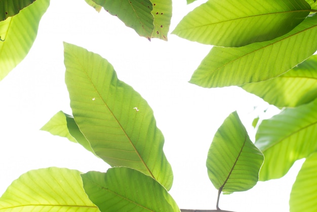 Fundo natural verde com folhas.