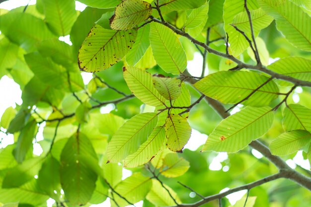 Fundo natural verde com folhas.