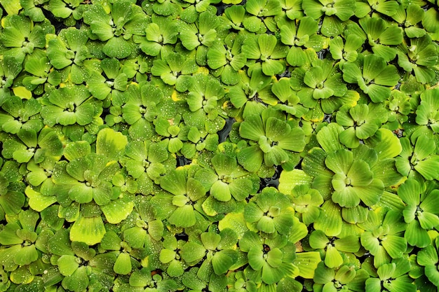 Fundo natural verde com planta de água de pistia