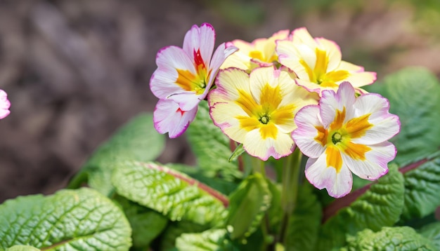 Fundo natural verde de flor de prímula com espaço de cópia