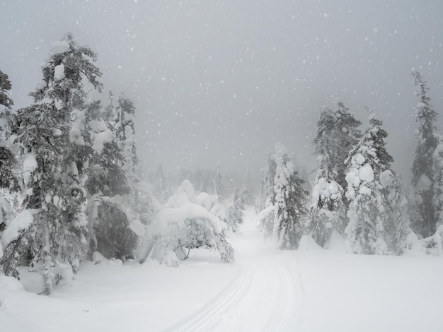 Fundo norte minimalista de inverno dramático com trilha através de árvores rebocadas com neve contra um céu nevado Natureza dura ártica Conto de fadas místico da floresta de inverno