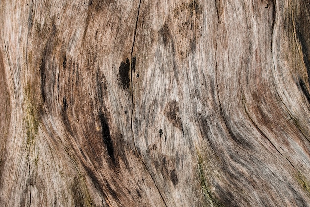 Fundo ou textura de madeira velha